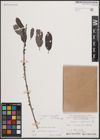Foto von Salix cinerea L. x Salix myrsinifolia Salisb.